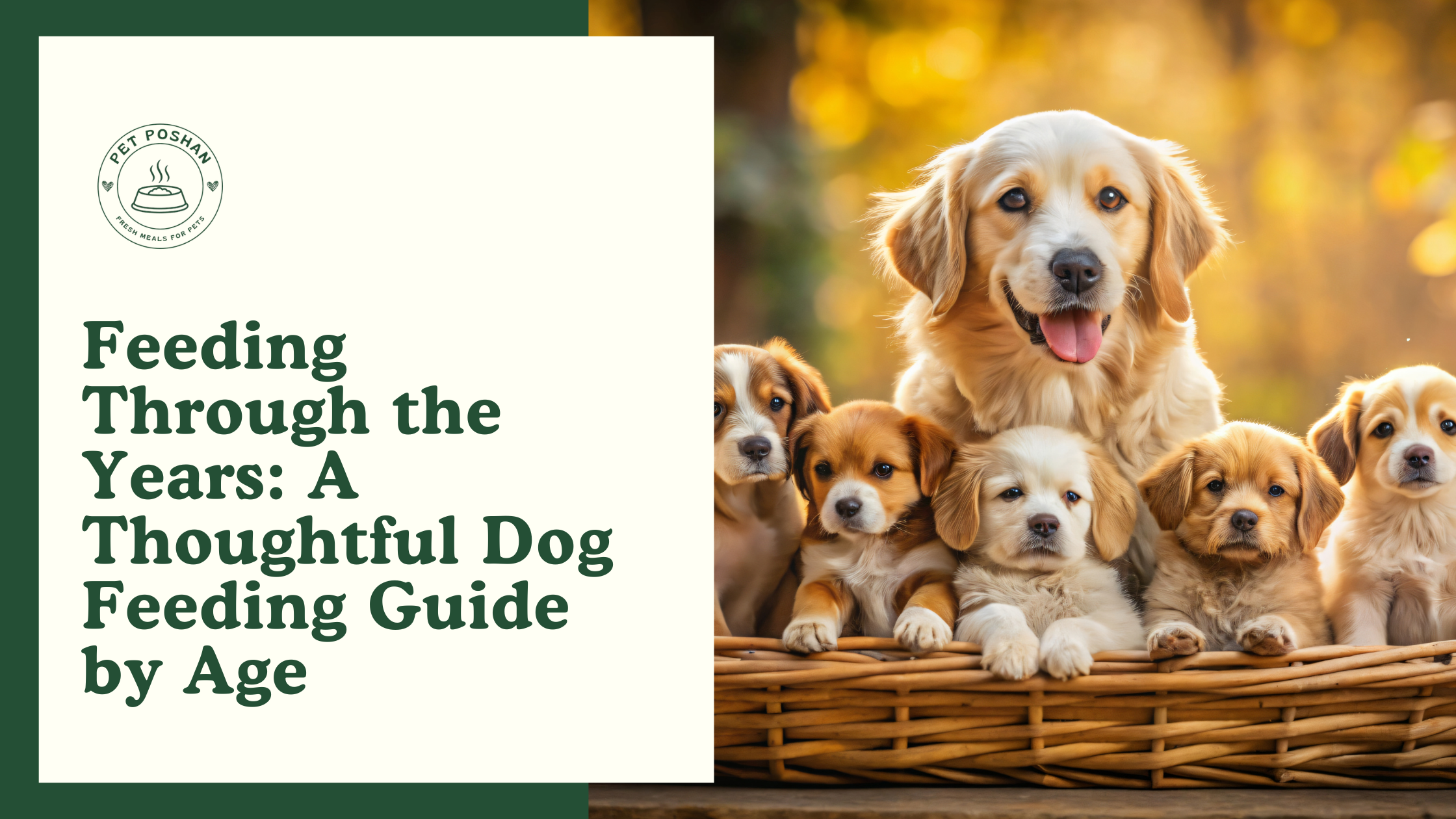 Feeding Through the Years: A Thoughtful Dog Feeding Guide by Age