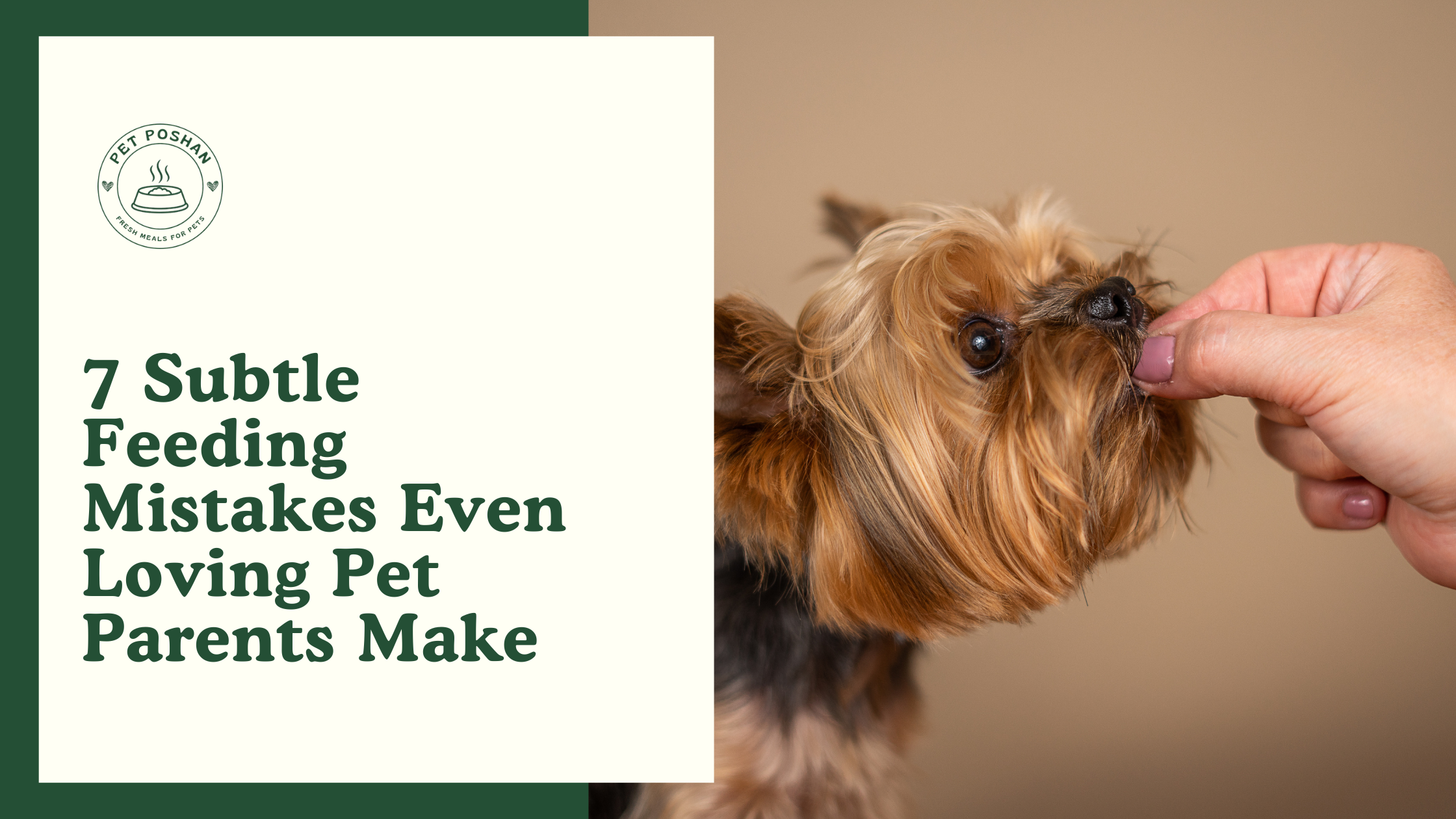 7 Subtle Feeding Mistakes Even Loving Pet Parents Make
