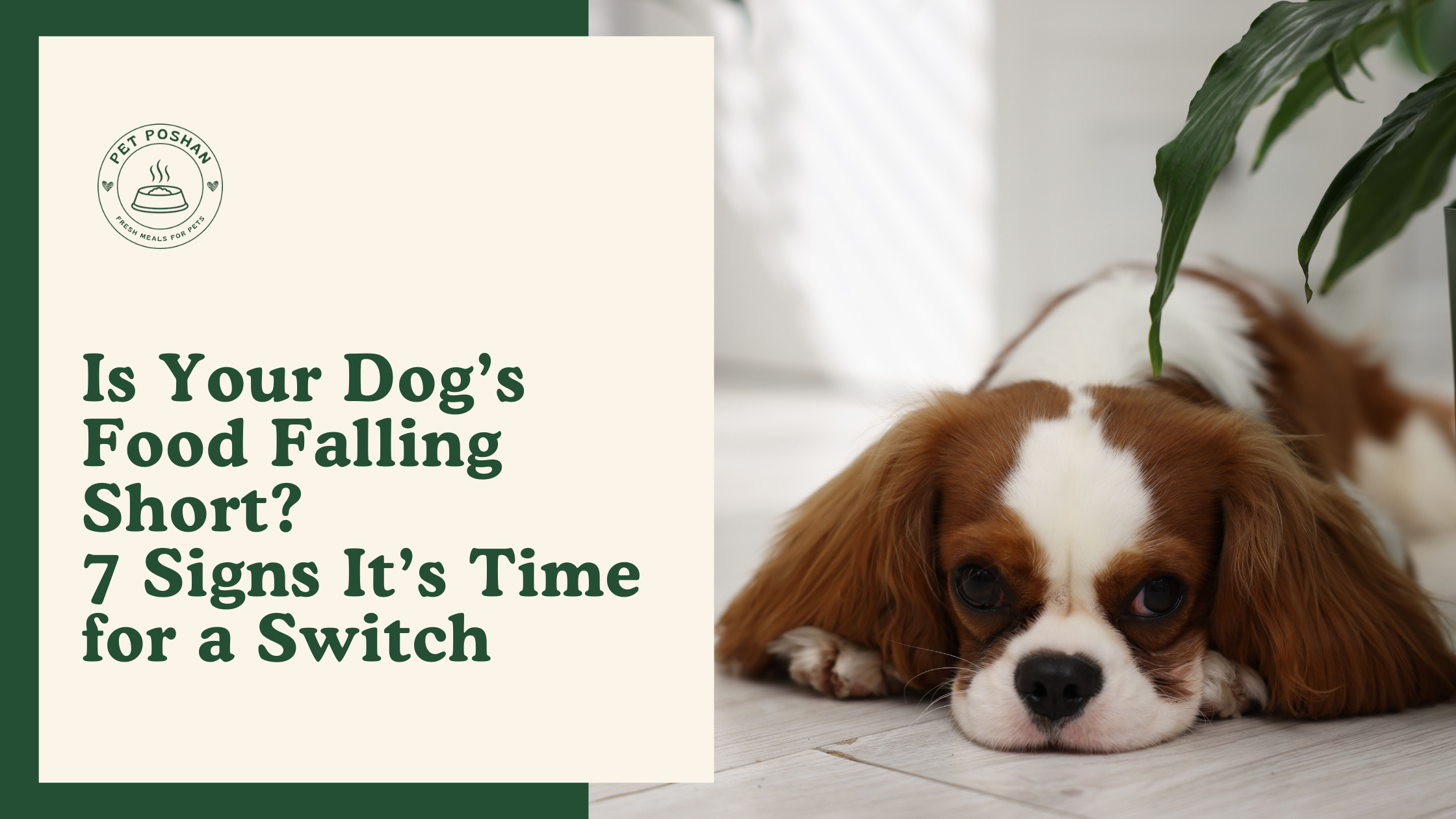 Is Your Dog’s Food Falling Short? 7 Signs It’s Time for a Switch