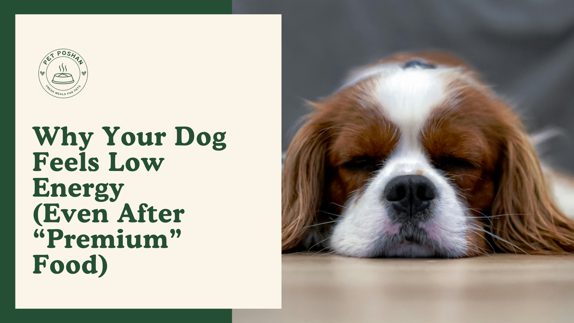 Why Your Dog Feels Low Energy (Even After “Premium” Food)