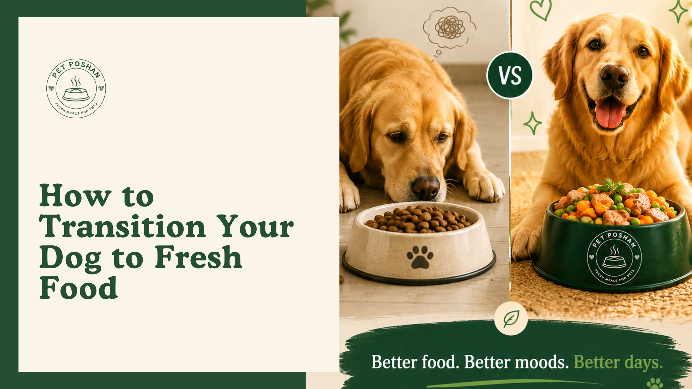How to Transition Your Dog to Fresh Food (Without Upsetting Their Stomach)